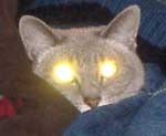 henrycault avatar