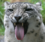 Fresh_meat avatar