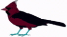Black Cardinal avatar